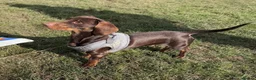 Miniature Dachshund dogs for stud: KC health tested miniature stud carry long hair  - Advert 3