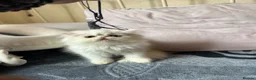 Persian cats for sale: Two pretty Persian kittens looking for a home - Advert 18