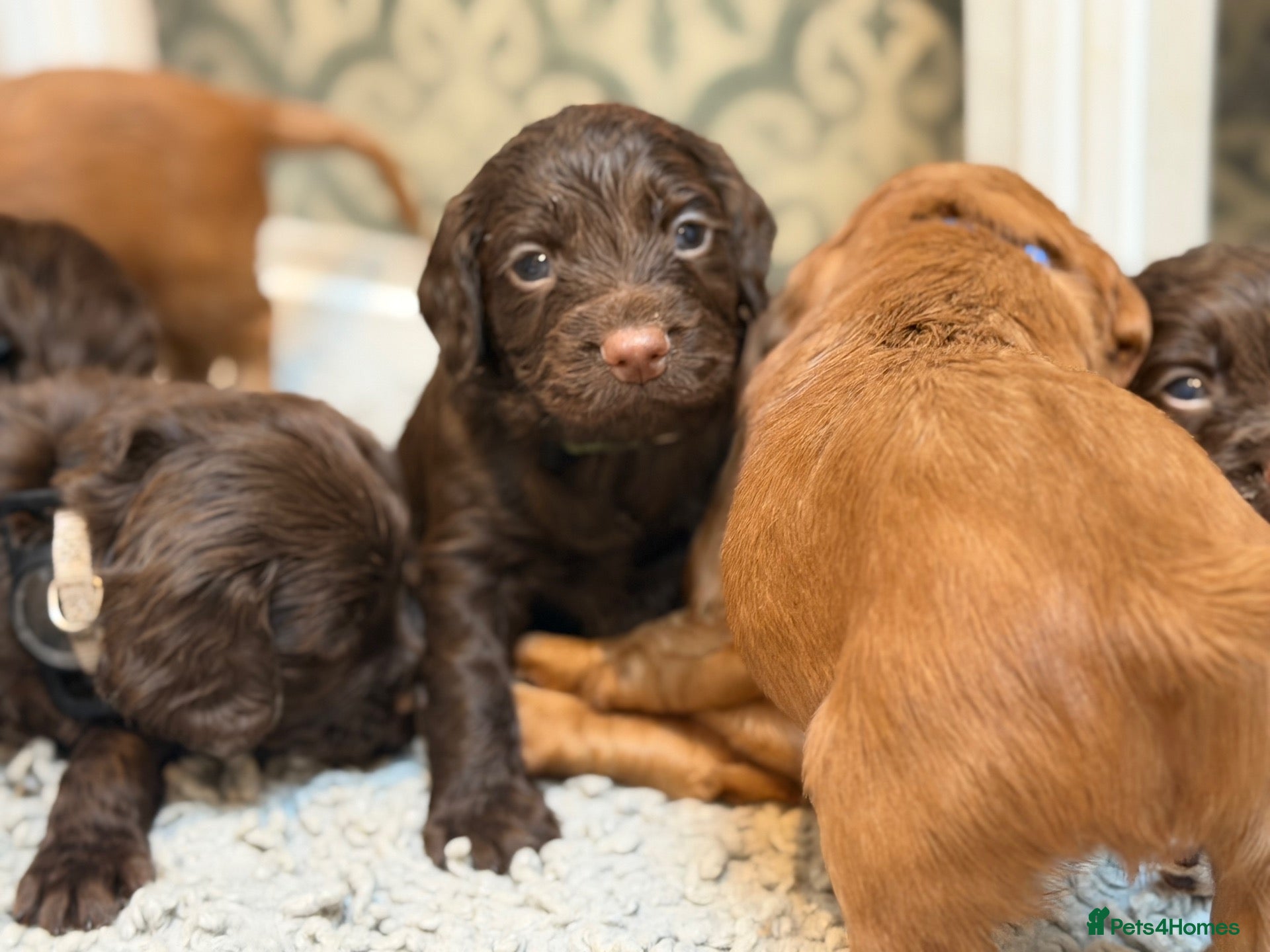 Cocker Spaniel dogs KC REGISTERED WORKING COCKER SPANIEL PUPPIES - Advert 2