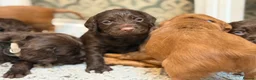Cocker Spaniel dogs for sale: KC REGISTERED WORKING COCKER SPANIEL PUPPIES in Solihull - Advert 4