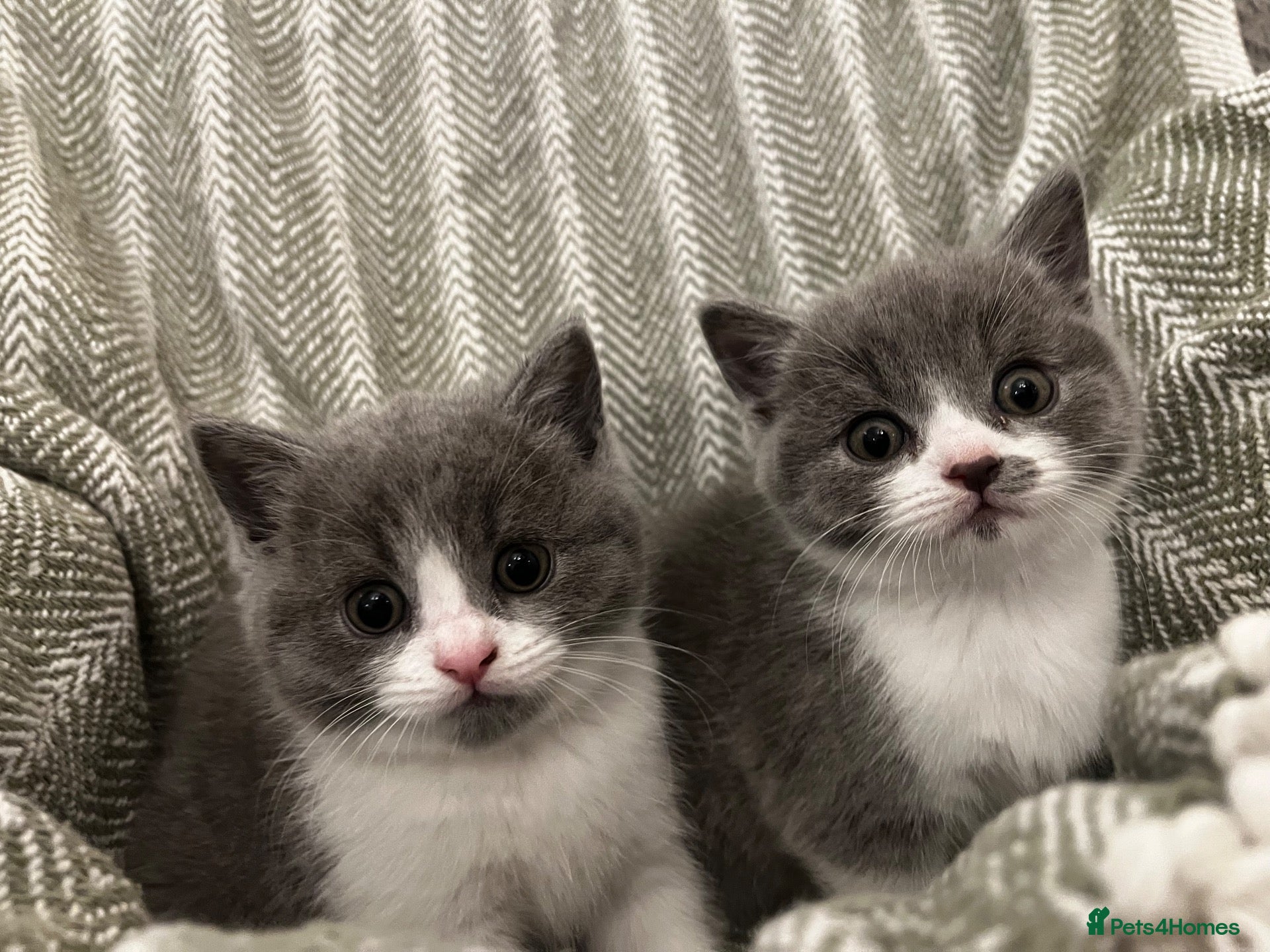 British Shorthair cats British short hair kittens  - Advert 1