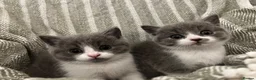 British Shorthair cats for sale: British short hair kittens  - Advert 1