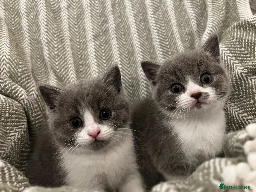 British Shorthair cats for sale: British short hair kittens  - Advert 1