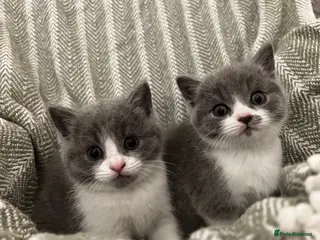British Shorthair cats British short hair kittens - Advert 3