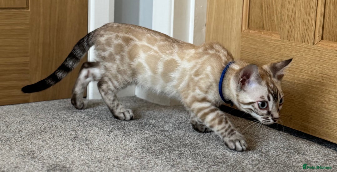 Bengal cats for sale: 💙Exceptional Lynx💙 Male Bengal TICA Reg - Image 8