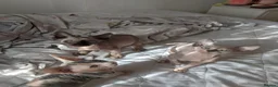 Sphynx cats for sale: Last White cream girl available sky blue eyes  - Advert 5