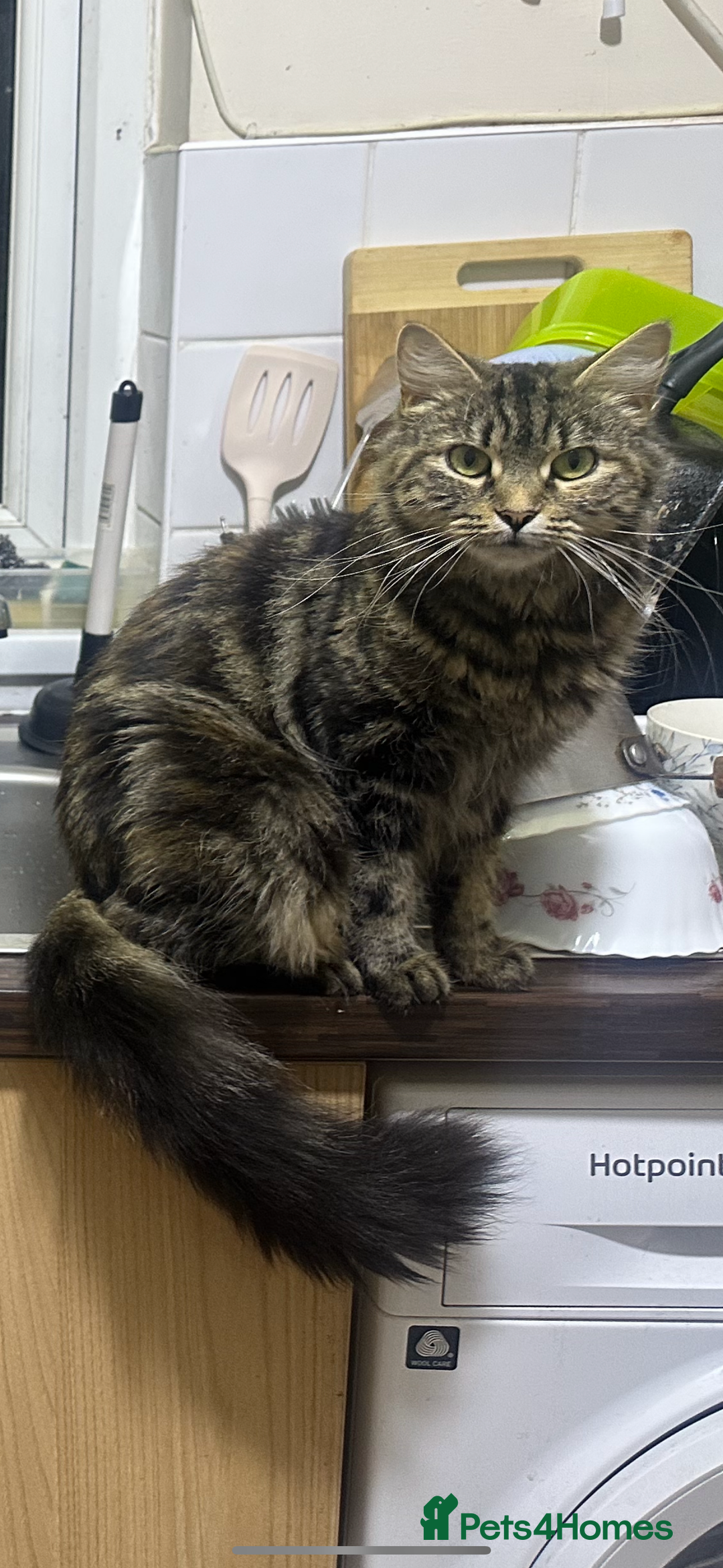 Norwegian Forest Cat cats for sale: Kittens for sale  - Advert 22