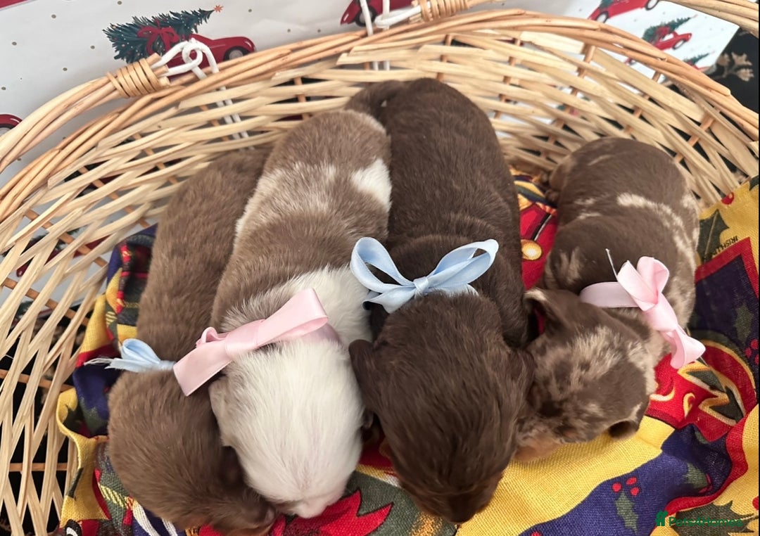 Dachshund dogs for sale: Dachshund  - Advert 17