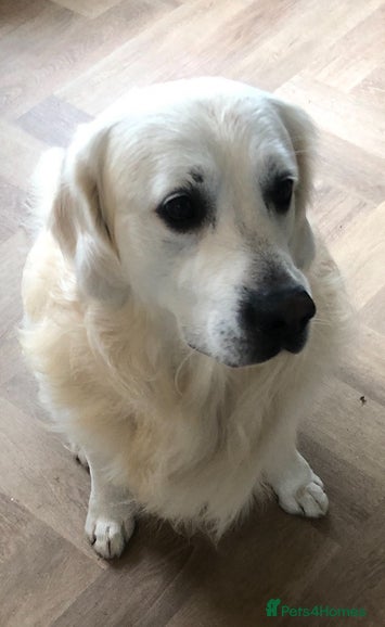 Golden Retriever dogs Beautiful golden retriever for stud  - Advert 3