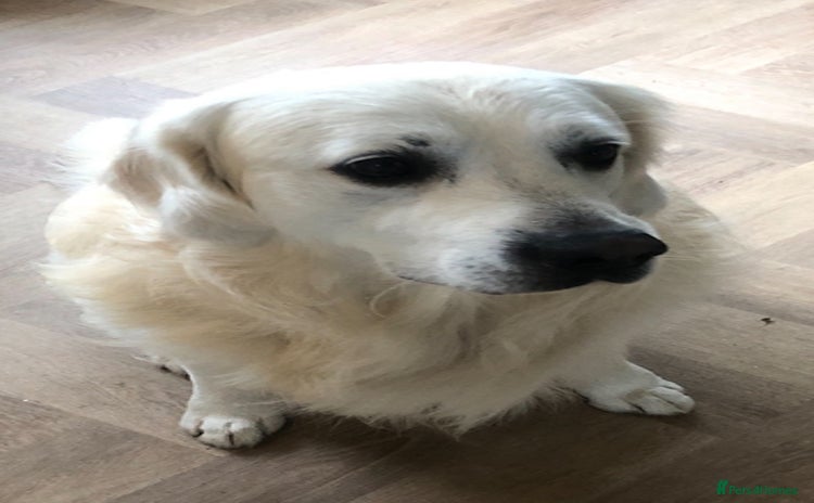 Golden Retriever dogs - Advert 4