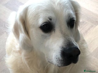 Golden Retriever dogs for stud - Advert 1