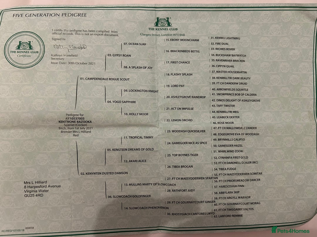 Cocker Spaniel dogs for sale: Kc registered show type cocker spaniels  - Advert 11