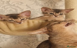 Abyssinian cats for sale: Abyssinian Kittens - Image 12
