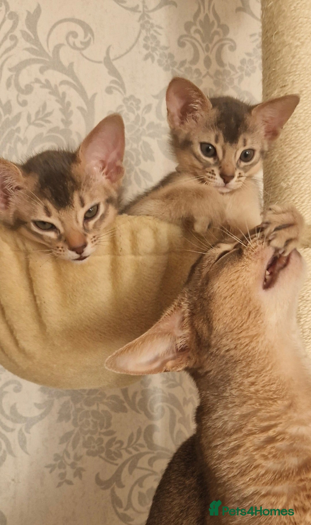Abyssinian cats for sale: Abyssinian Kittens - Image 12