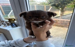 Chihuahua dogs for sale: Russian long hair Chihuahuas - Image 9