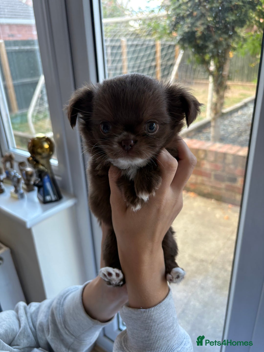 Chihuahua dogs for sale: Russian long hair Chihuahuas - Image 9
