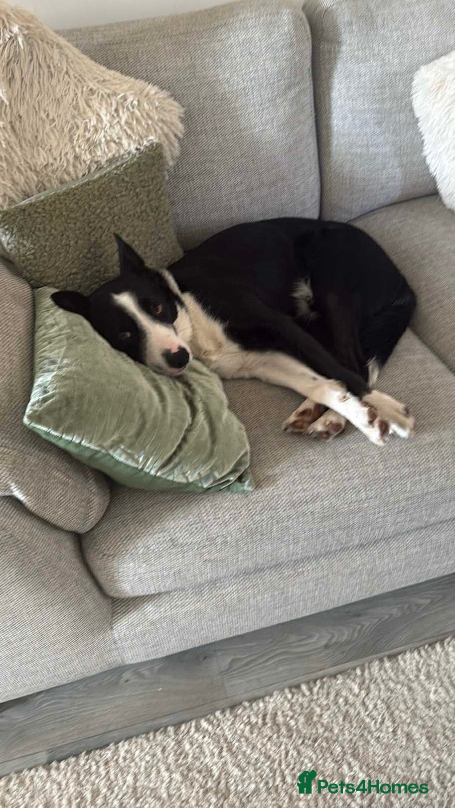 Welsh Collie dogs for sale: Welsh border collie  - Advert 3