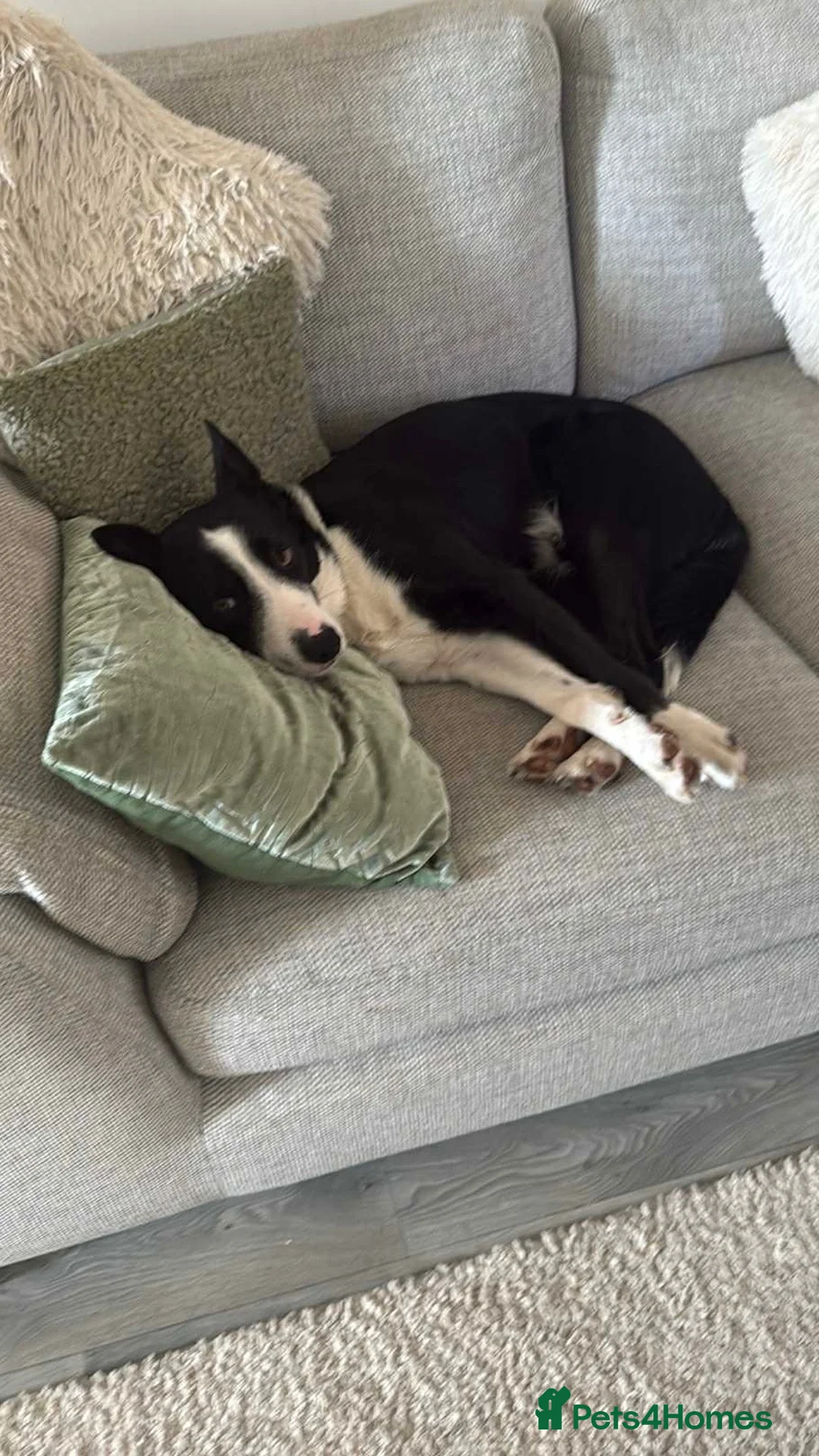 Welsh Collie dogs for sale: Welsh border collie  - Advert 1
