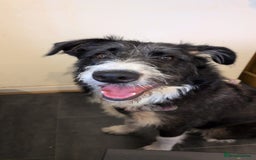 Mixed Breed dogs for adoption: Meet Mitzie, currently residing in Liverpool  - Image 3
