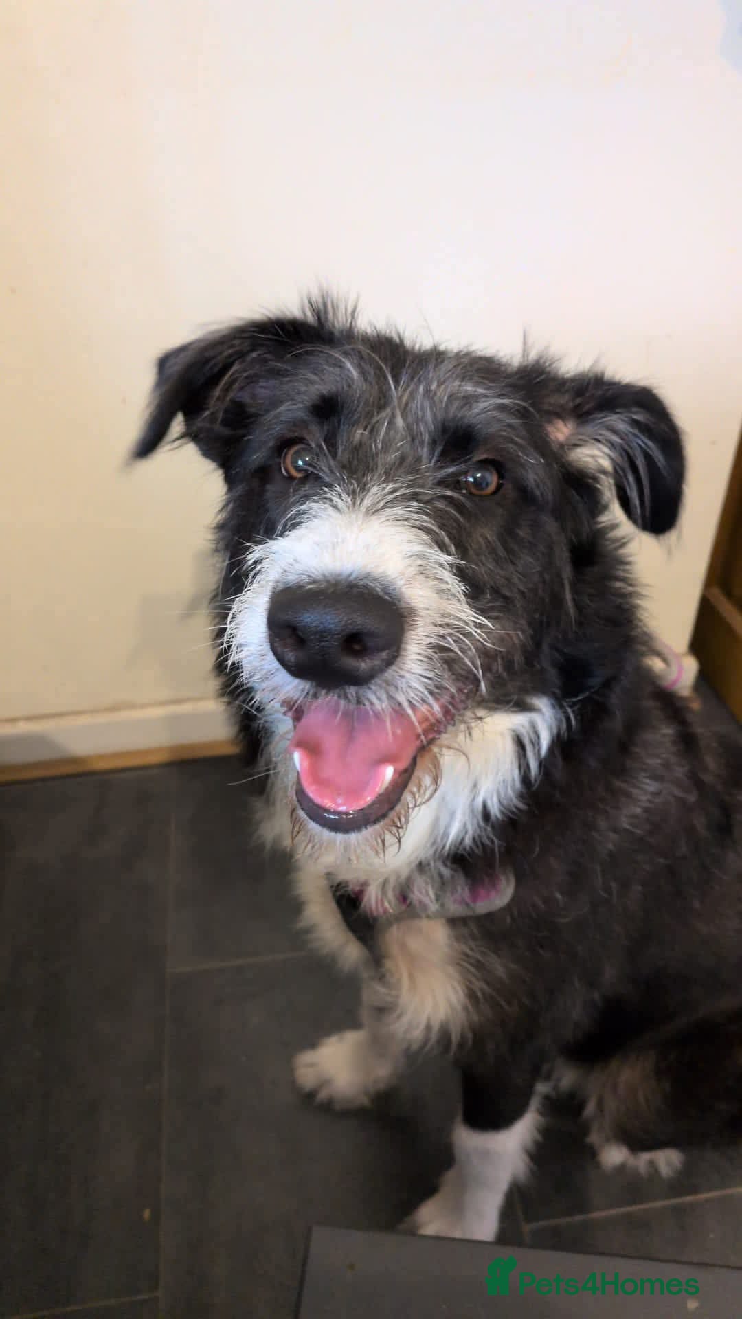 Mixed Breed dogs for adoption: Meet Mitzie, currently residing in Liverpool  - Image 3