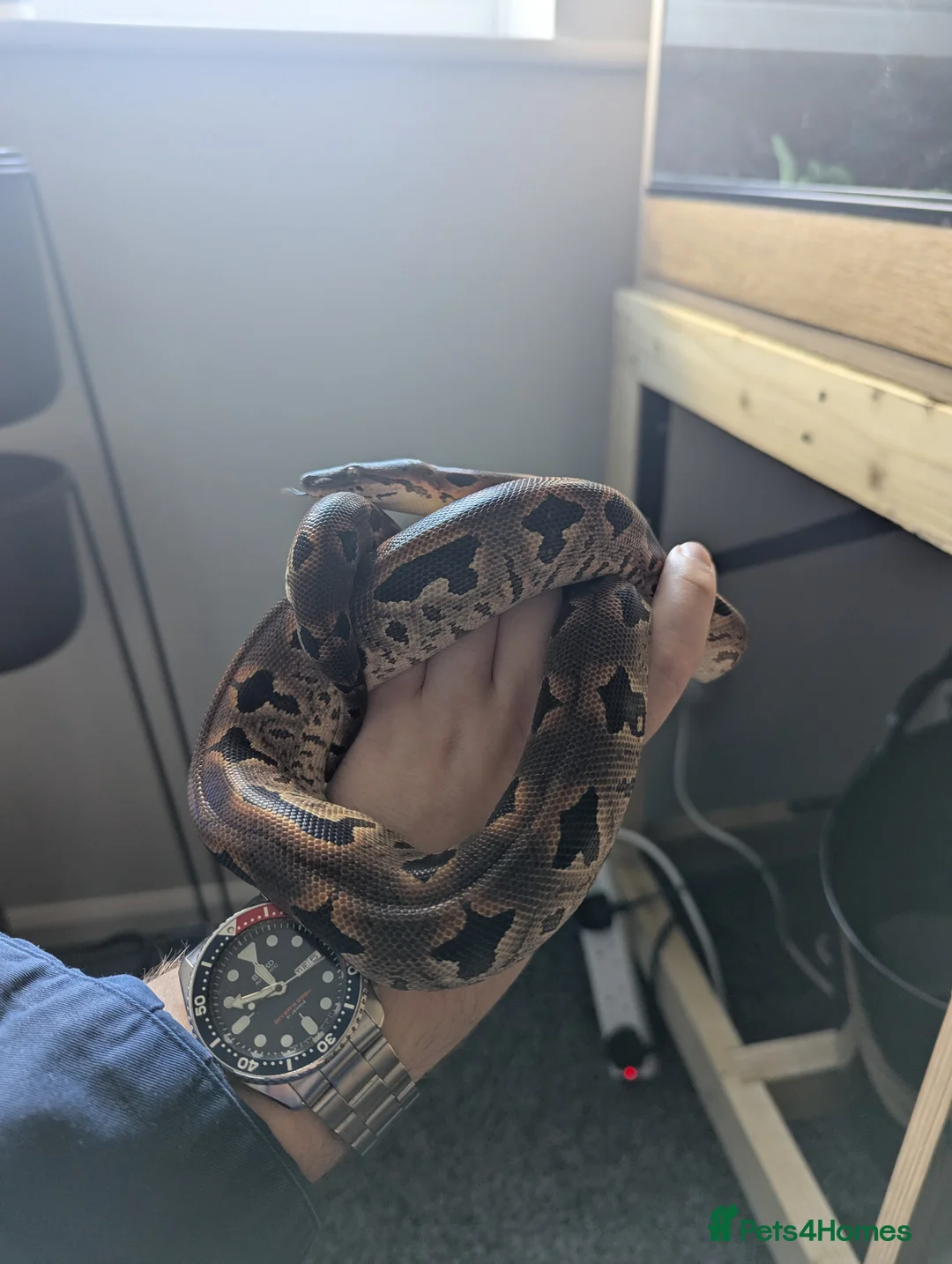 Boa Snake reptiles for sale: Stunning dumerils boa (rare toliara) + full set up in Gateshead - Advert 2