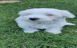 Maltese dogs for sale: BEAUTIFUL PURE MALTESE PUPPIES; fully vaccinated in ELY - Image 4