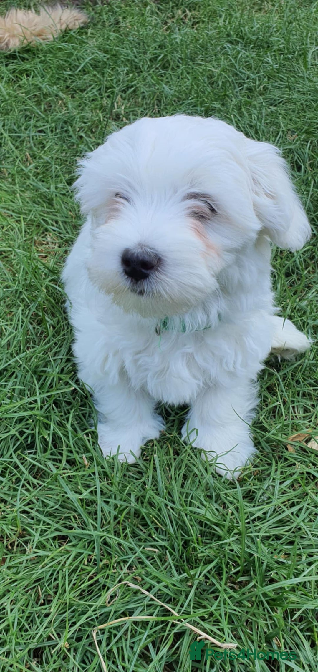 Maltese dogs for sale: BEAUTIFUL PURE MALTESE PUPPIES; fully vaccinated in ELY - Image 4
