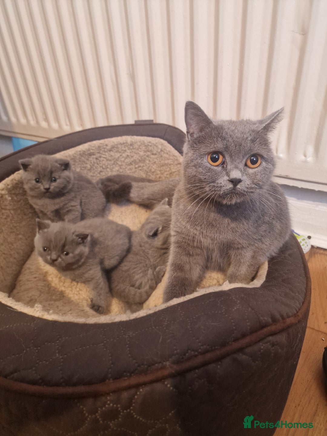 British Shorthair cats for sale: British shorthair kitties for sale - Advert 4