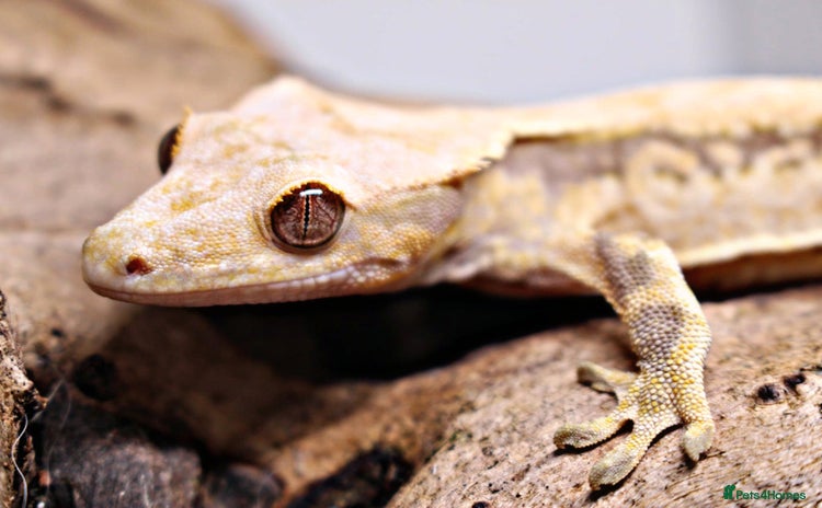 Gecko reptiles - Advert 2