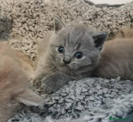 British Shorthair cats  beautiful british shorthair kittens - Advert 10