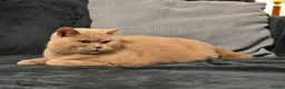 British Shorthair cats for sale: Active adult BSH cats  - Advert 10