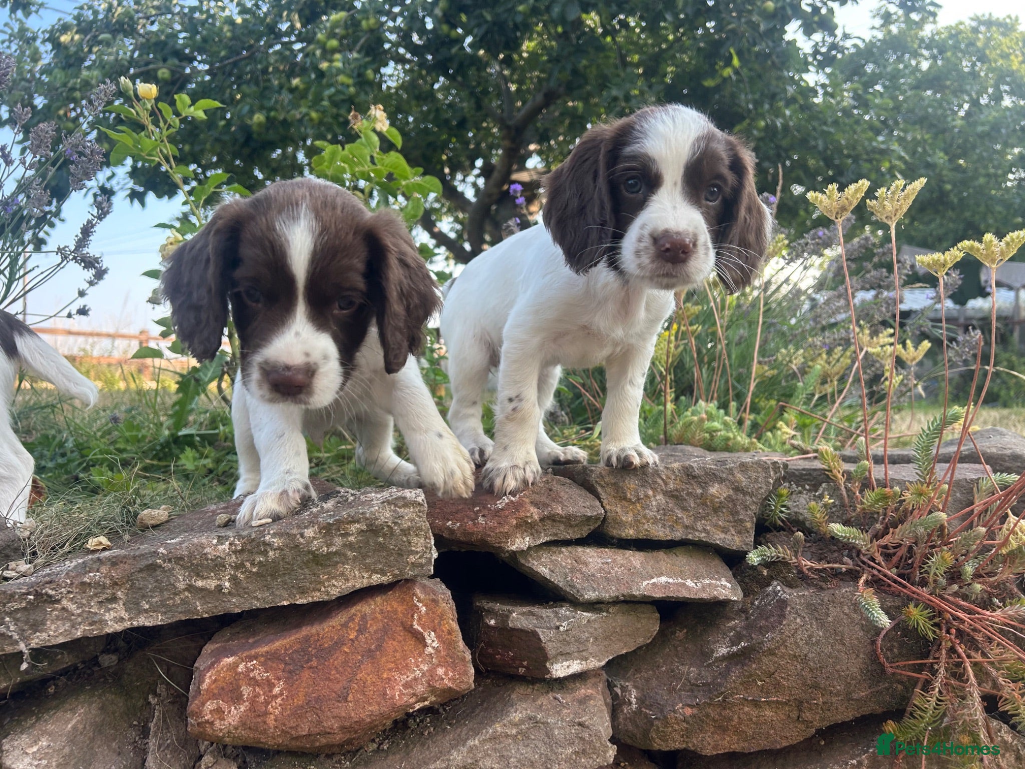 English Springer Spaniel dogs KC Springer Spaniels - Advert 5