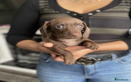 Miniature Dachshund dogs for sale: Miniature Dachshund Puppies - Image 5