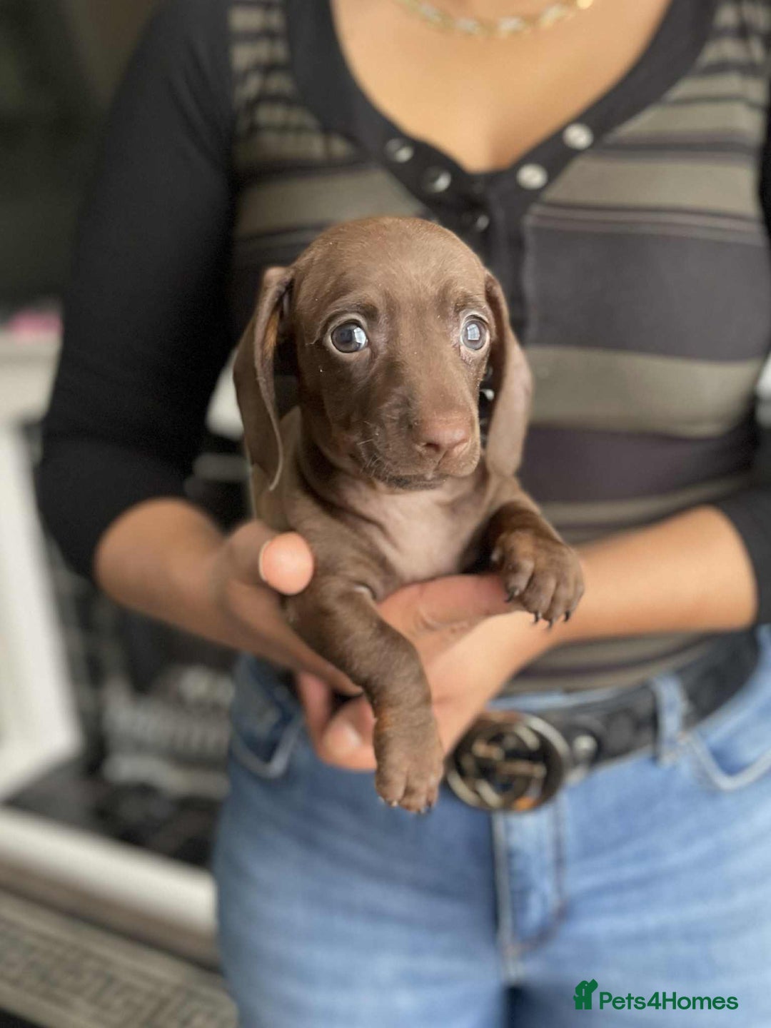 Miniature Dachshund dogs for sale: Miniature Dachshund Puppies - Image 5