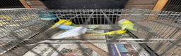 Budgerigars birds for sale: Budgies for sale - Advert 6