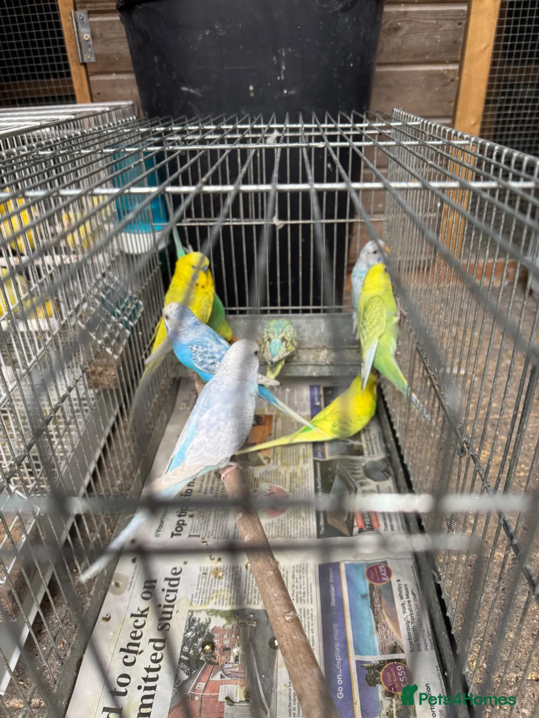 Budgerigars birds for sale: Budgies for sale - Advert 4