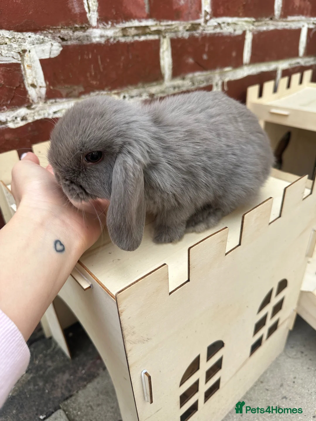 Mini Lop rabbits for sale: Male mini lop for sale  - Advert 2