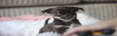 Chihuahua 3