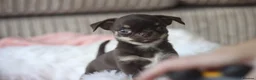 Chihuahua dogs for sale: OUTSTANDING QUALITY KC REG CHIHUAHUA PUPPIES 🐶🤎 - Advert 10