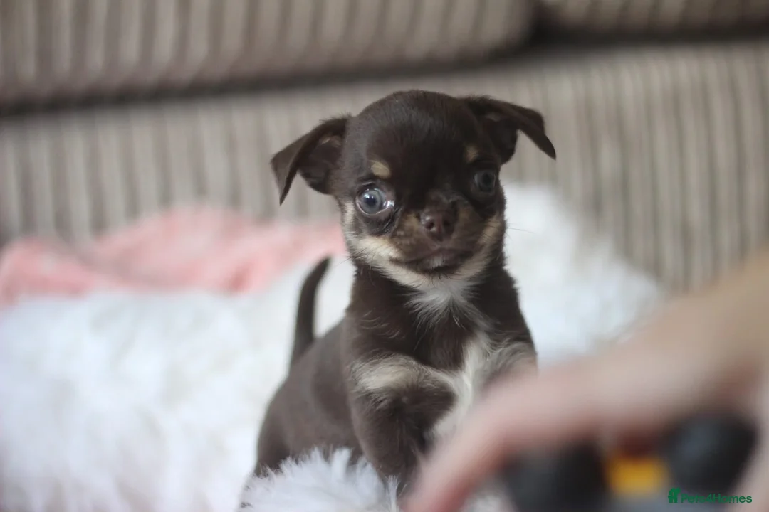 Chihuahua dogs for sale: OUTSTANDING QUALITY CHIHUAHUA PUPPIES 🐶🤎 - Advert 24