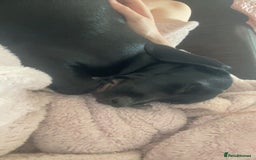 Mixed Breed dogs for sale: Loving home needed - Image 3