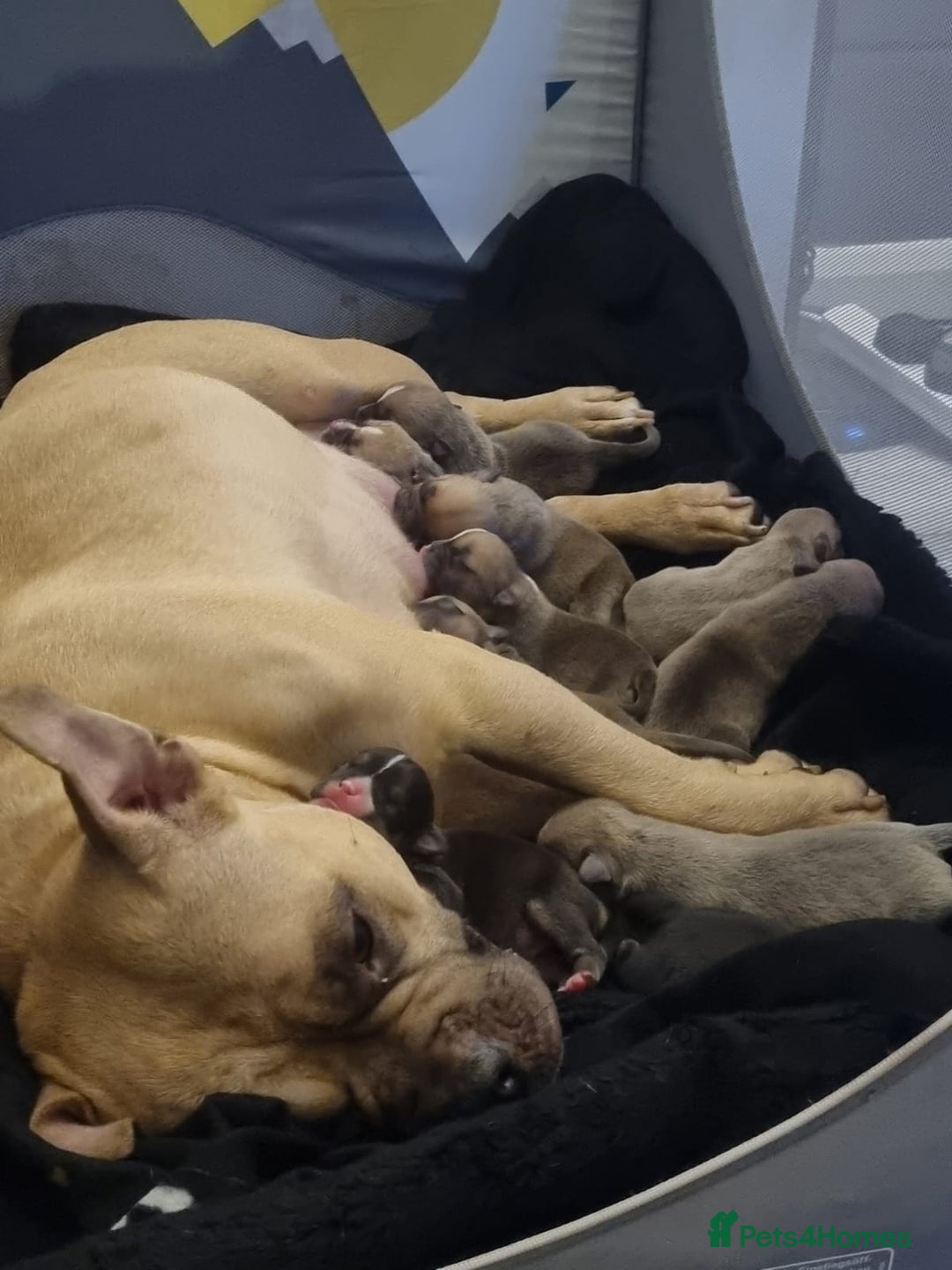 American Bully dogs for sale: Pocket bully - Image 11