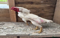 Chickens poultry for sale: Ko Shamo - Image 3