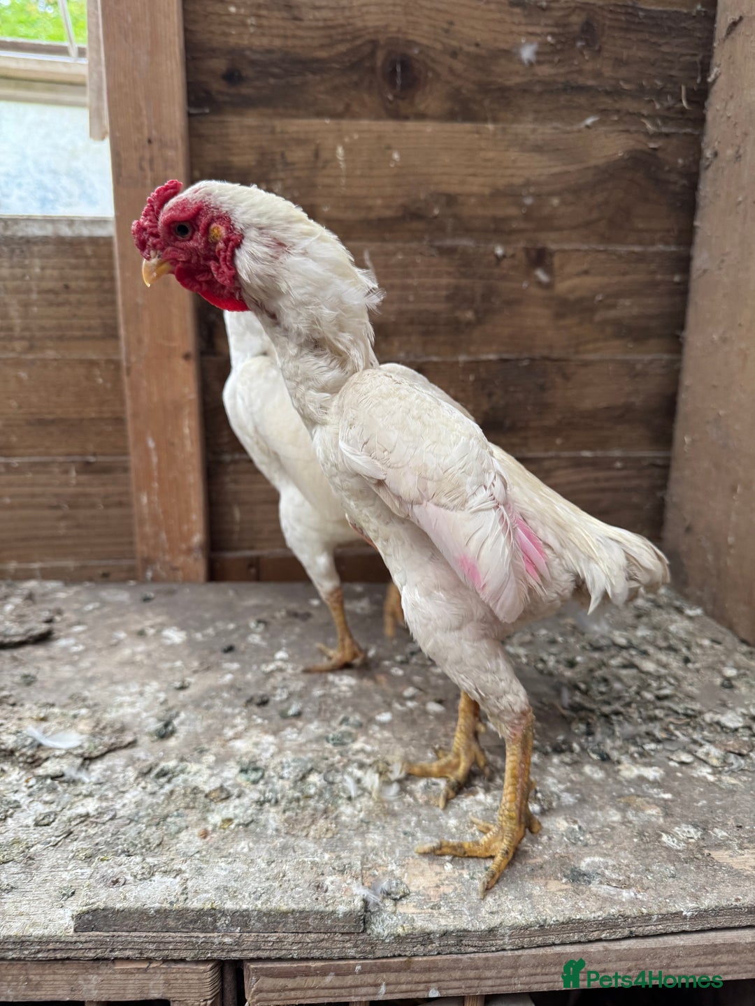 Chickens poultry for sale: Ko Shamo - Image 3