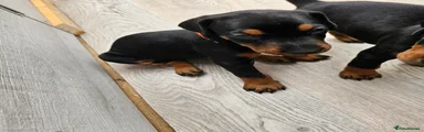 Dobermann 6 Orange collar