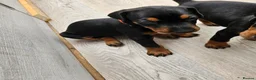 Dobermann dogs for sale: Gorgeous Full Pedigree Doberman puppies for sale  in Hull - Advert 5