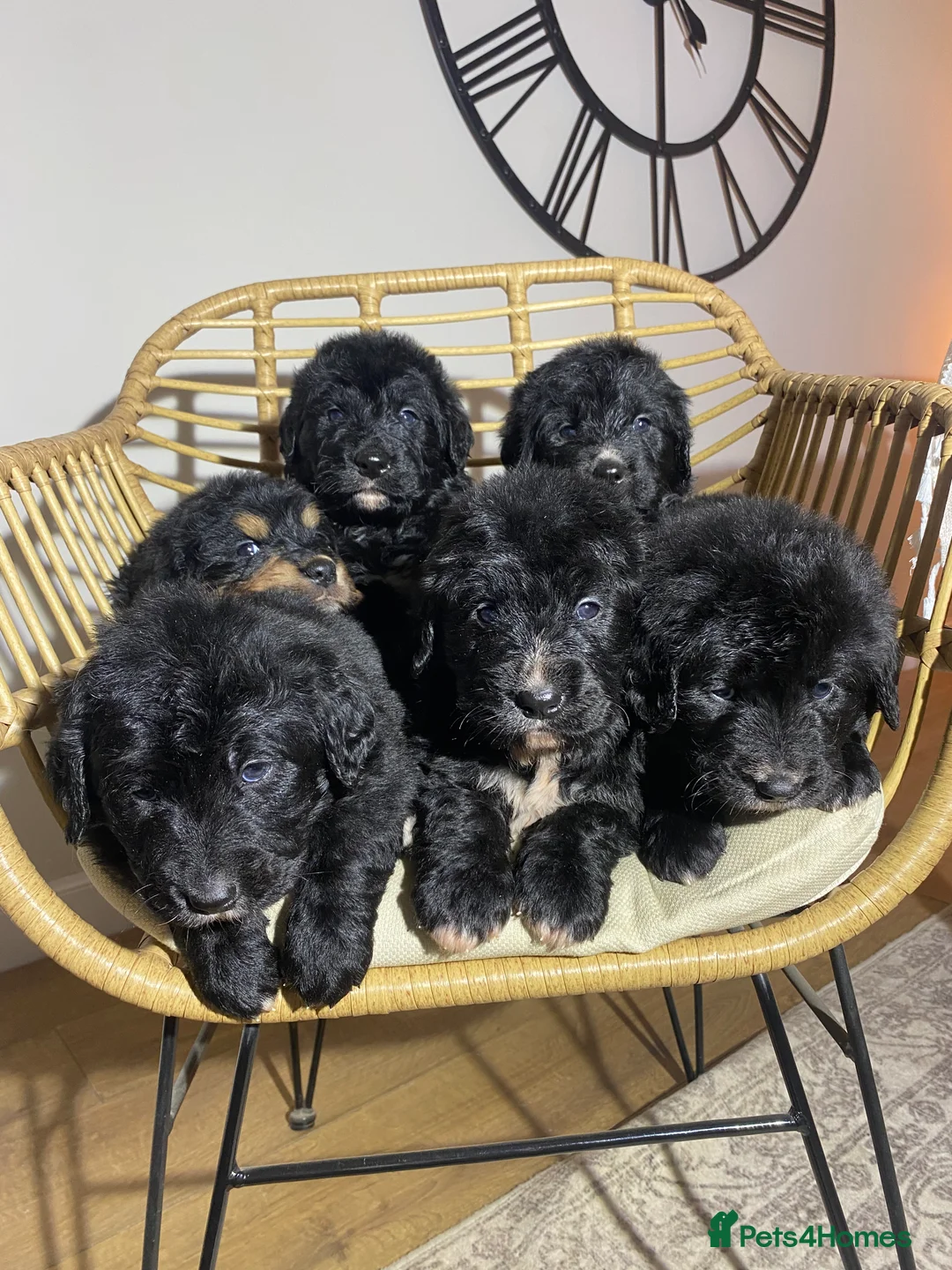Mixed Breed dogs for sale: Golden Bernese Puppies 🖤🤍🤎 - Advert 1