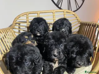 Mixed Breed dogs Golden Bernese Puppies 🖤🤍🤎 - Advert 1