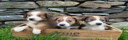Border Collie dogs for sale: Collie pups - Advert 2