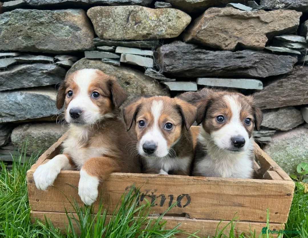 Border Collie dogs for sale: Collie pups - Advert 2